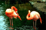 Ларнака, Фламинго. Нажмите, чтобы увеличить изображение