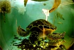 Гигантский морские черепахи в аквариуме. Эмират Умм-эль-Кайвайн. Нажмите для увеличения фотографии