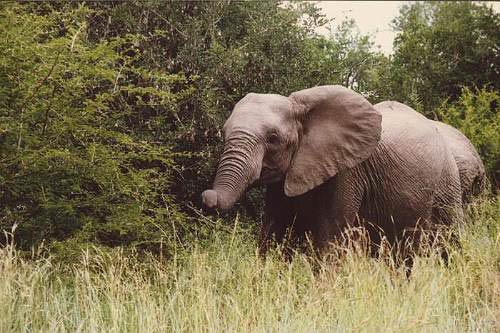 Национальный парк Крюгера (Kruger National Park), слон.  Нажмите, чтобы закрыть окно