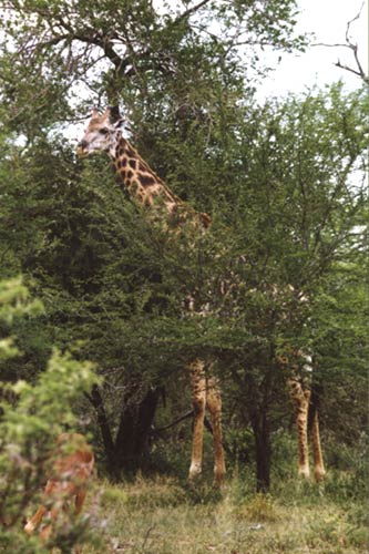Национальный парк Крюгера (Kruger National Park), жираф.  Нажмите, чтобы закрыть окно
